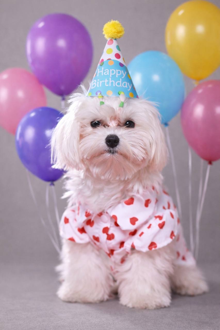 Perrito celebrando su cumpleaños